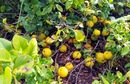 Pigwowiec japoński (Chaenomeles japonica) - krzew ozdobny z kwiatów i owoców